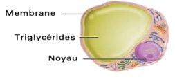 adipocyte, cellule graisseuse