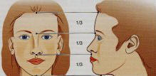 anatomie du nez et narines