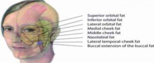 Compartiment superficiel 