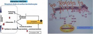 Interaction HA/CD44