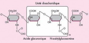 Unité disacharidique