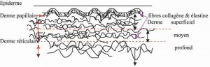 le derme papillaire et réticulaire