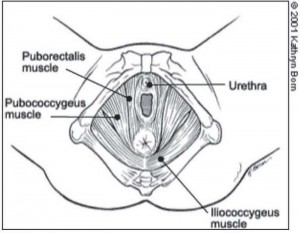 Muscles profonds du périnée féminin : le « levator ani »
