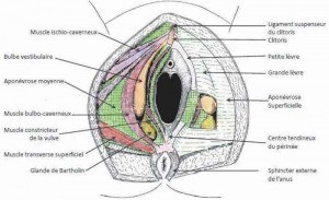 Muscles superficiels du périnée féminin 