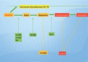 Effet des vitamines B