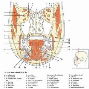 plan anatomique