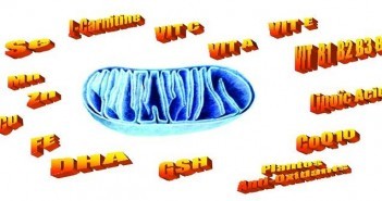 La médecine mitochondriale : pilier incontournable de la médecine anti-âge La médecine mitochondriale