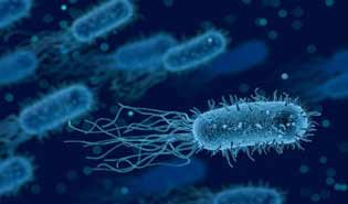Une bactérie pour lutter contre l’obésité et réduire le risque cardiovasculaire bacterie intestinale