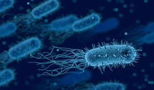 bacterie intestinale