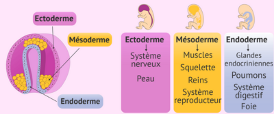 Lien embryologique intestin peau