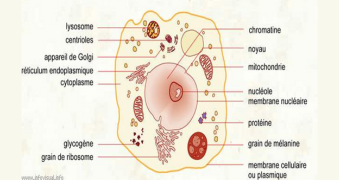 Composition cellule