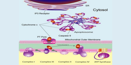 La photobiomodulation