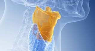 Larynx