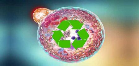 regeneration de cellule