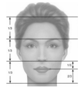 Visage harmonieux schéma