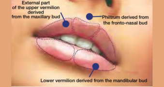 Embryologie lèvres