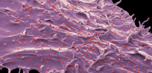Exosomes