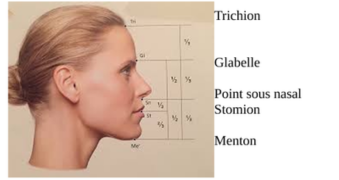 Etages du visage