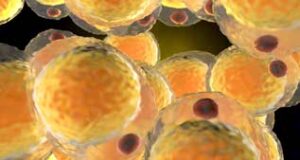 Modélisation ex vivo du tissu adipeux : une avancée en esthétique cellules adipocytes en 3D